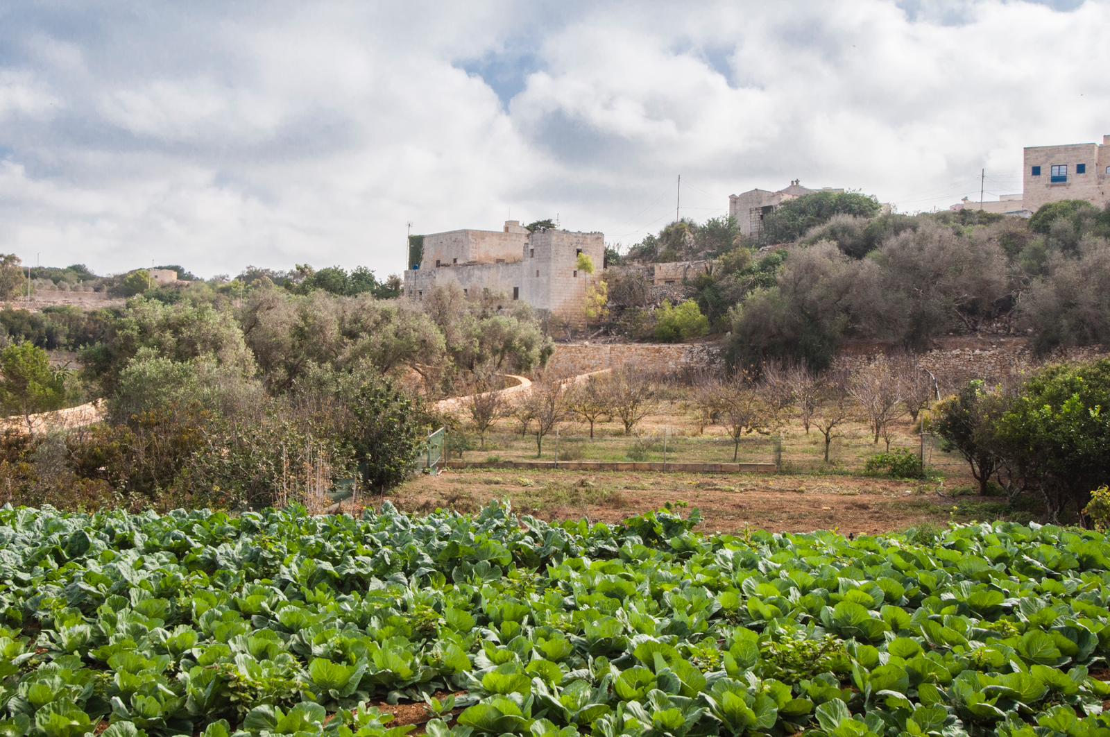 Diar il-Bniet Deli - Estate