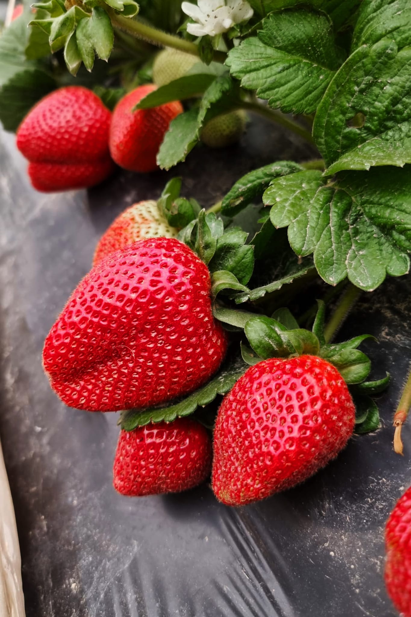 Diar il-Bniet Deli - Strawberries